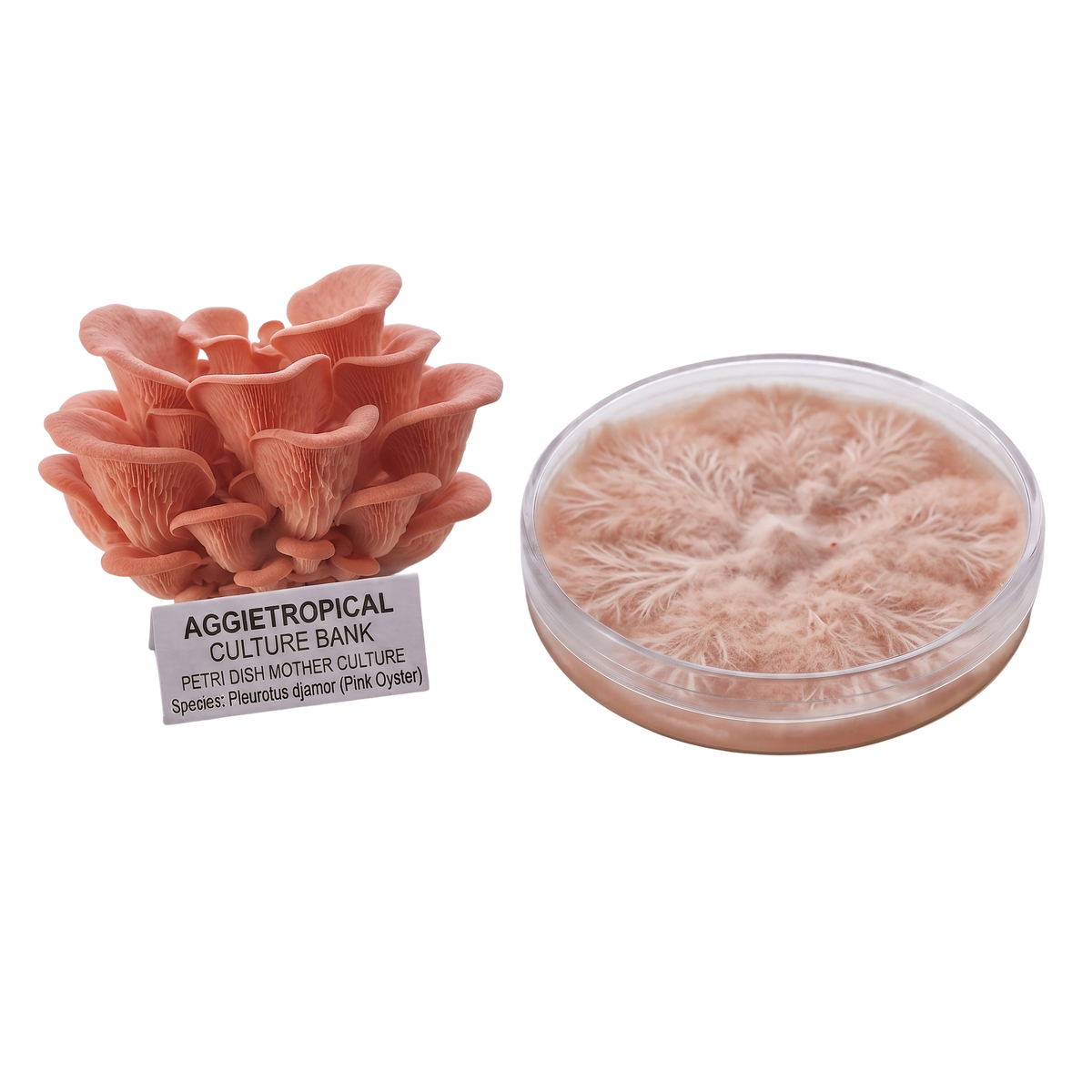 A cluster of pinkish-orange oyster mushrooms next to a clear petri dish showing the mushroom mycelium, with a label reading 'AGGietROPICAL CULTURE BANK' on a white background.