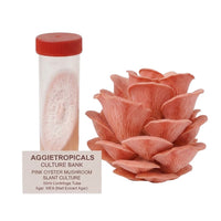 A dense cluster of Pink Oyster mushrooms with vivid pink fan-shaped caps, beside a clear 50ml centrifuge tube containing a slanted agar culture with white mycelial growth, labeled "AGGIETROPICALS CULTURE BANK, PINK OYSTER MUSHROOM SLANT CULTURE, 50ml Centrifuge Tube, Agar: MEA (Malt Extract Agar)", on a white background.