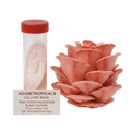 A pink oyster mushroom slant culture kit by AggiTropicals, showing a clear 50ml centrifuge tube with a red cap containing the culture, alongside a realistic pink oyster mushroom and a label card.