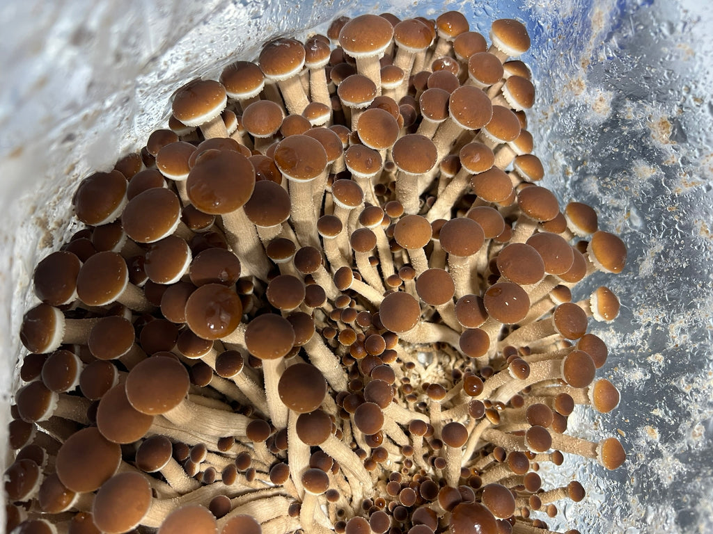 A close-up view of a dense cluster of brown pioppino mushrooms with tan stems growing inside a clear plastic bag or container.