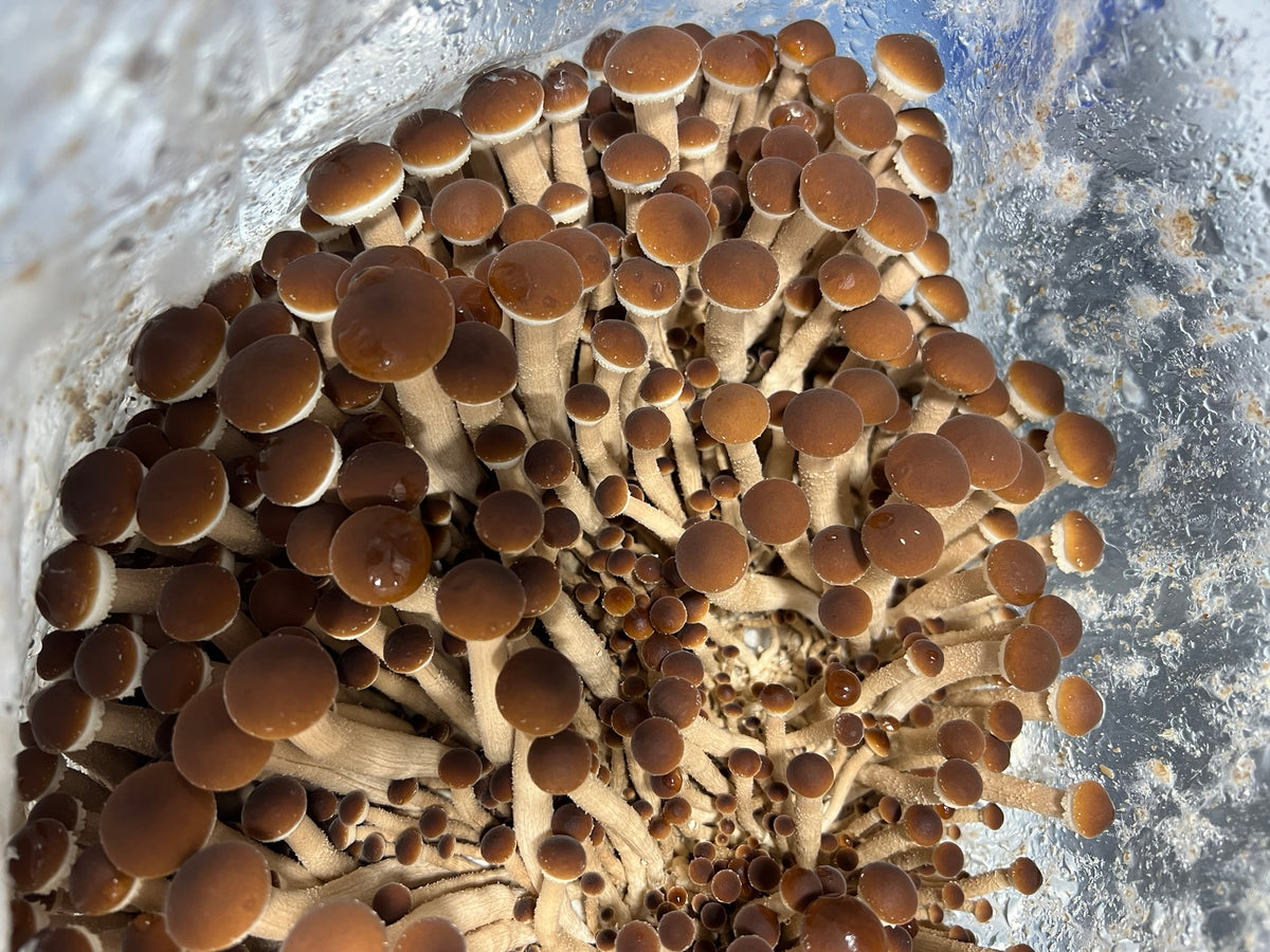 A close-up view of a dense cluster of brown pioppino mushrooms with tan stems growing inside a clear plastic bag or container.