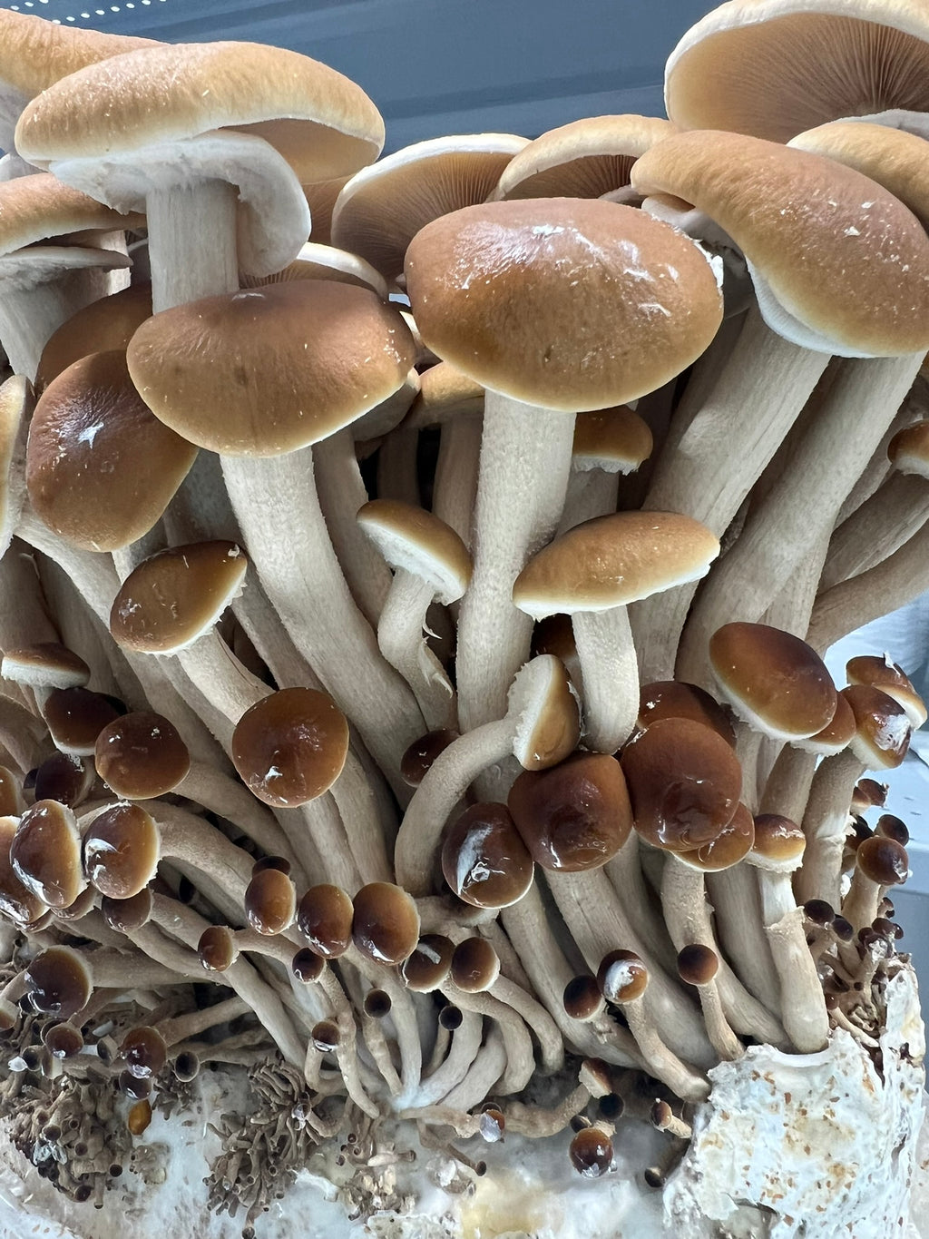 A close-up of a dense cluster of pioppino mushrooms growing on a substrate, with tan-brown caps, cream-colored stems, and smaller darker brown mushrooms throughout.