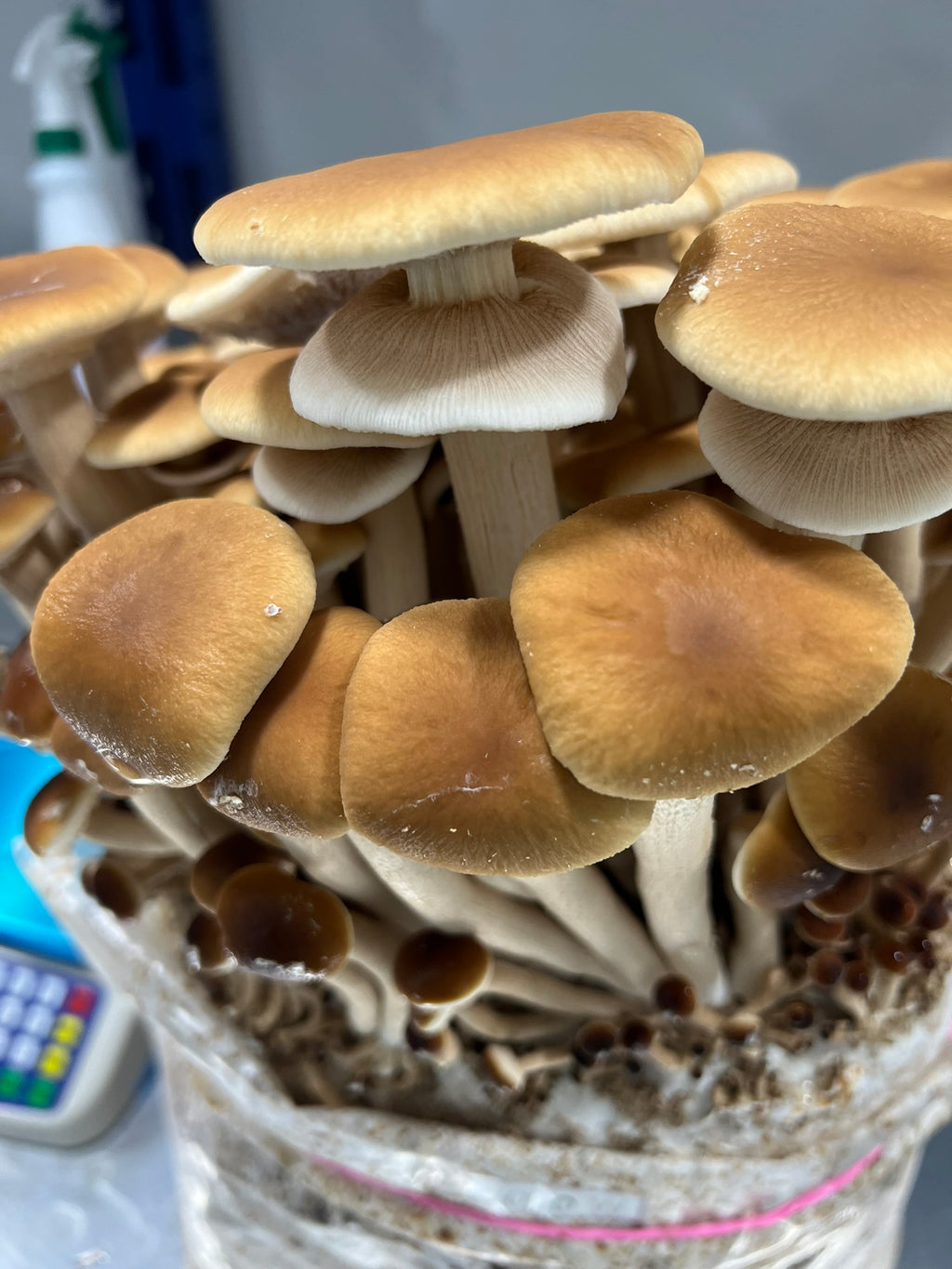 A close-up of a cluster of brown and tan pioppino mushrooms growing in a clear plastic bag or container with a pink band near the bottom.