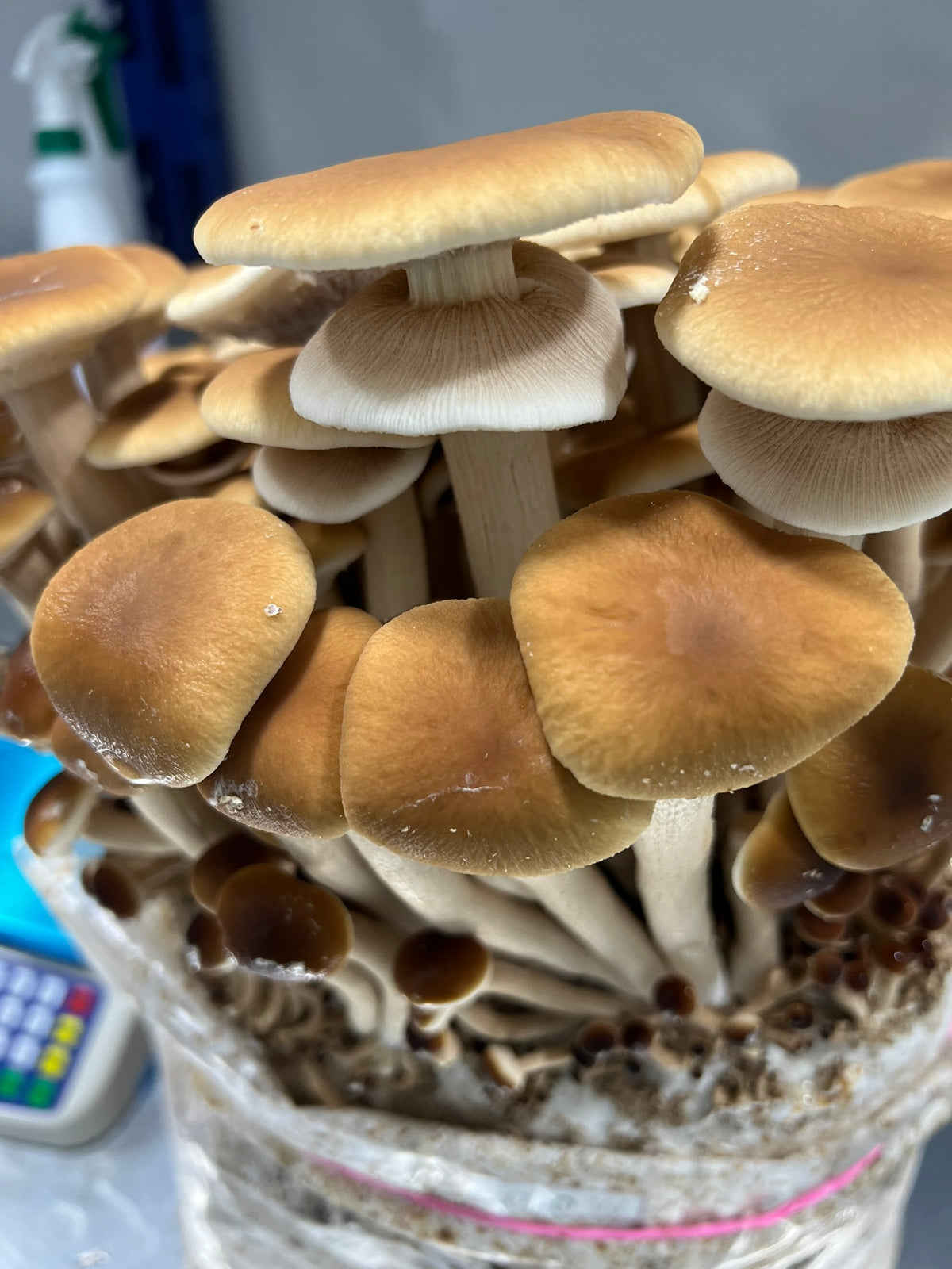 A close-up of a cluster of brown and tan pioppino mushrooms growing in a clear plastic bag or container with a pink band near the bottom.