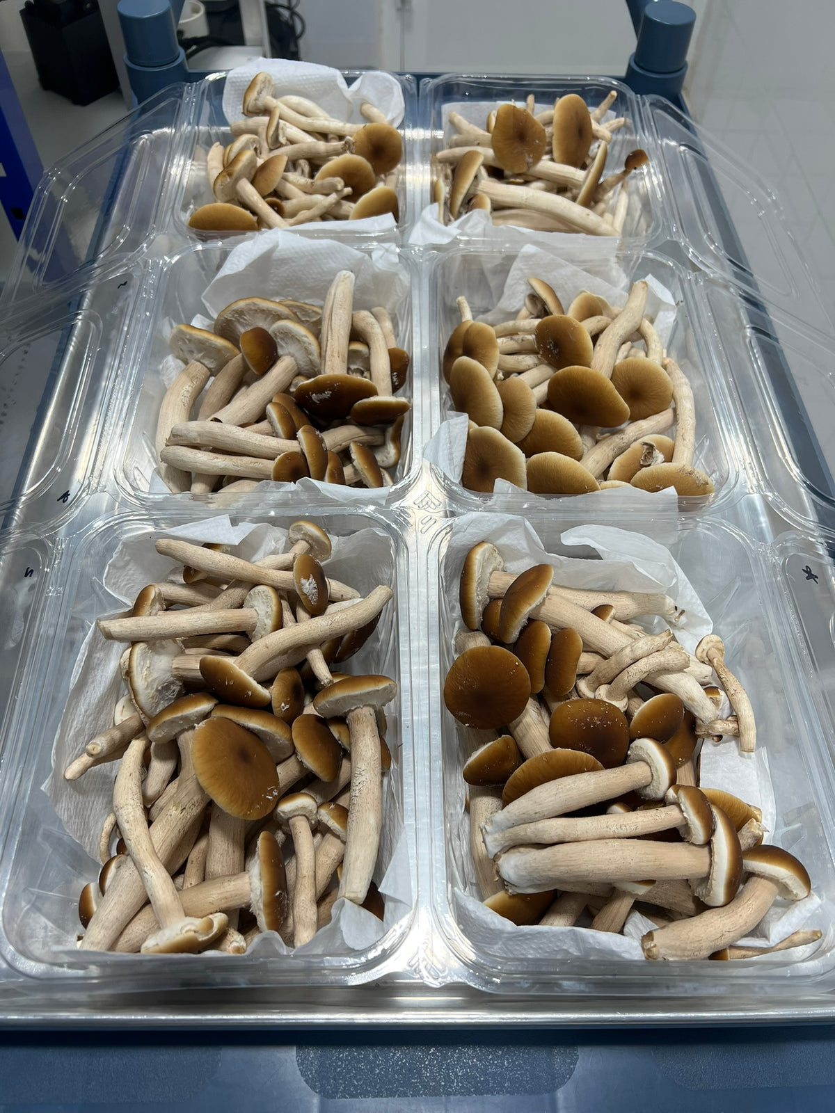 Six clear plastic clamshell containers filled with pioppino mushrooms, arranged on a blue tray. The mushrooms have light beige stems and brown to tan caps, with white paper liners inside the packaging.