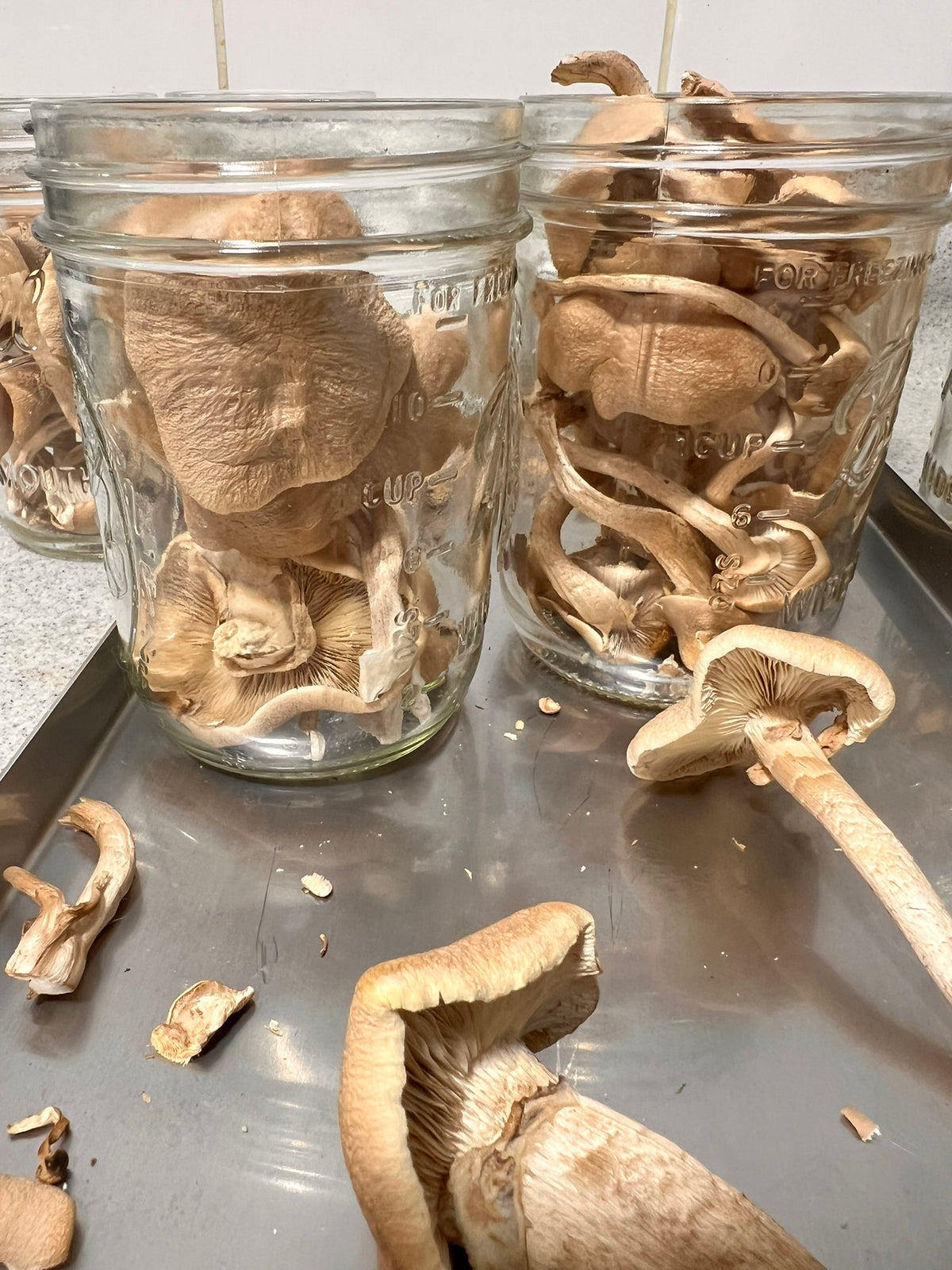 Freeze dried pioppino mushrooms piled inside clear glass mason jars on a gray metal tray, with a few mushrooms scattered on the tray and more visible in the background.
