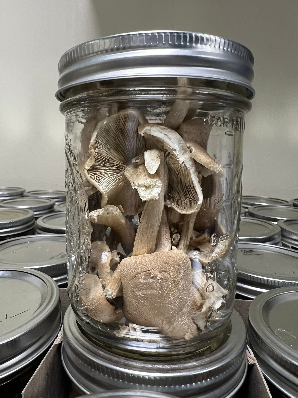 A clear glass mason jar filled with dried or raw mushrooms, sealed with a silver metal lid, standing on a cardboard tray with other jars in the background.