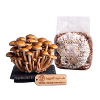 A dense cluster of Pioppino mushrooms with slender stems and brown caps on a dark slate board, beside a clear plastic bag of grain spawn colonized with white mycelium, with a wooden tag reading "AggieTropicals, PIOPPINO - Premium Spawn Genetics", on a white background.