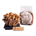 A cluster of brown oyster mushrooms growing on a black substrate plate next to a clear plastic bag containing grain spawn, with a wooden AggieTropicals brand tag in front on a white background.