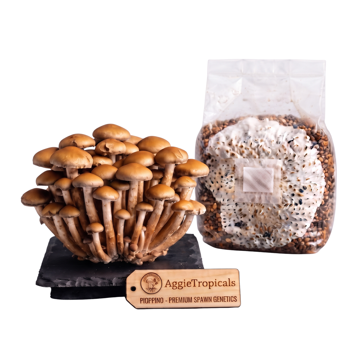 A cluster of brown oyster mushrooms growing on a black substrate plate next to a clear plastic bag containing grain spawn, with a wooden AggieTropicals brand tag in front on a white background.