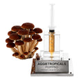 A dense cluster of Pioppino mushrooms with slender stems and brown caps, beside a syringe filled with liquid mycelium culture mounted on a mirrored stand, labeled "AGGIETROPICALS, PIOPPINO, PREMIUM LIQUID MYCELIUM 10cc", on a white background.