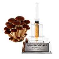 A dense cluster of Pioppino mushrooms with slender stems and brown caps, beside a syringe filled with liquid mycelium culture mounted on a mirrored stand, labeled "AGGIETROPICALS, PIOPPINO, PREMIUM LIQUID MYCELIUM 10cc", on a white background.