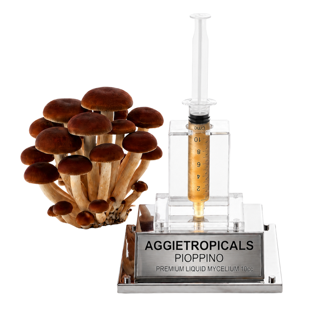 A cluster of brown Pioppino mushrooms next to a clear syringe filled with amber liquid mounted on a transparent acrylic stand with a silver metal plaque engraved 'AGGietROPICALS PIOPPINO PREMIUM LIQUID MYCELUM 10g'.