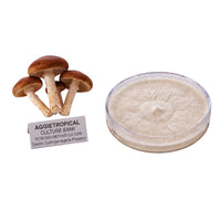 A dense cluster of Pioppino mushrooms with slender stems and brown caps, beside a round petri dish showing white mycelial growth on agar, labeled "AGGIETROPICAL CULTURE BANK, PETRI DISH MOTHER CULTURE, Species: Cyclocybe aegerita", on a white background.