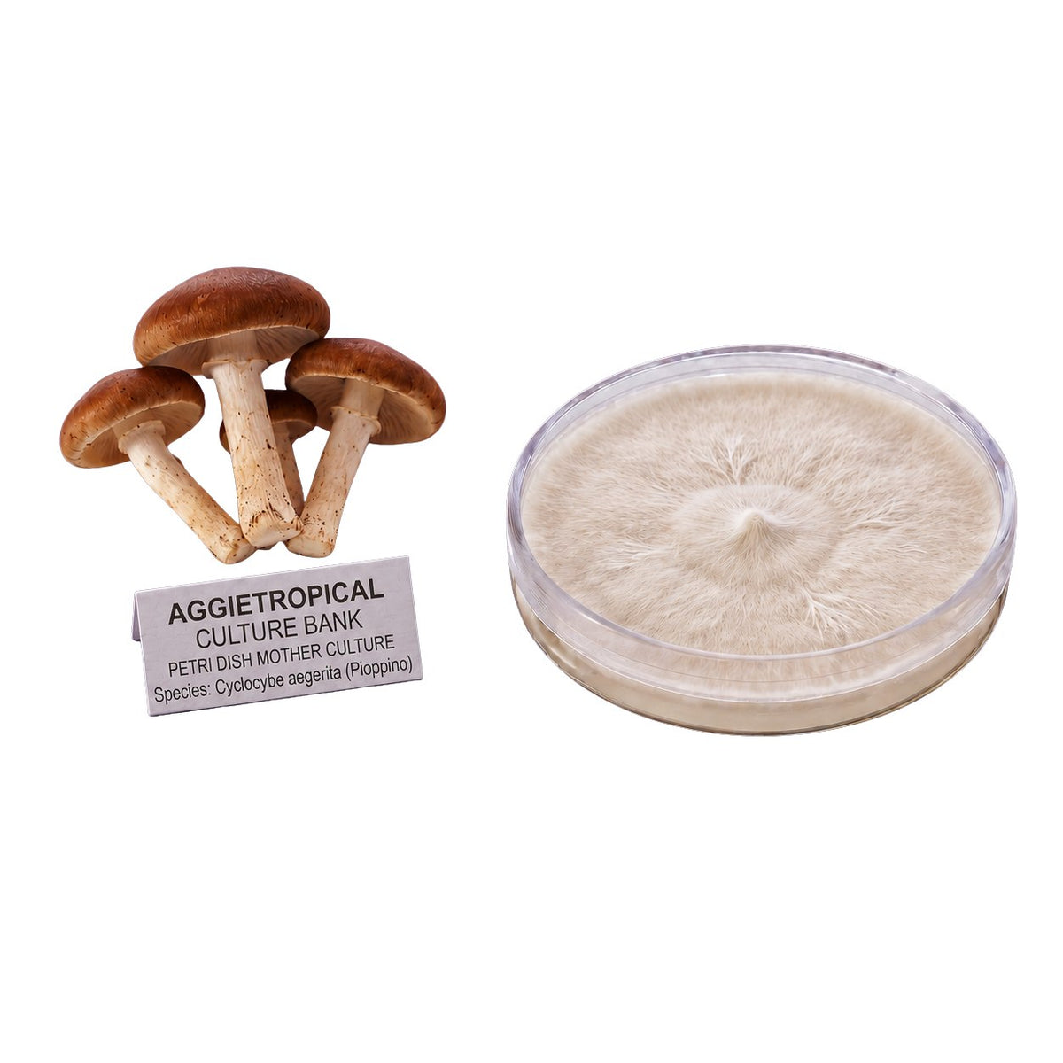 A dense cluster of Pioppino mushrooms with slender stems and brown caps, beside a round petri dish showing white mycelial growth on agar, labeled "AGGIETROPICAL CULTURE BANK, PETRI DISH MOTHER CULTURE, Species: Cyclocybe aegerita", on a white background.