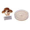 A petri dish containing a white to beige mushroom culture next to three small brown mushrooms and a label reading 'AGGietROPICAL CULTURE BANK'.