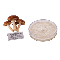 A petri dish containing a white to beige mushroom culture next to three small brown mushrooms and a label reading 'AGGietROPICAL CULTURE BANK'.