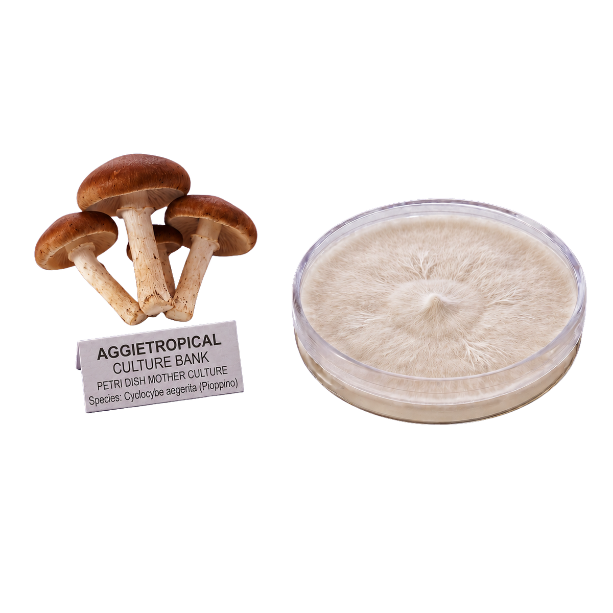 A petri dish containing a white to beige mushroom culture next to three small brown mushrooms and a label reading 'AGGietROPICAL CULTURE BANK'.