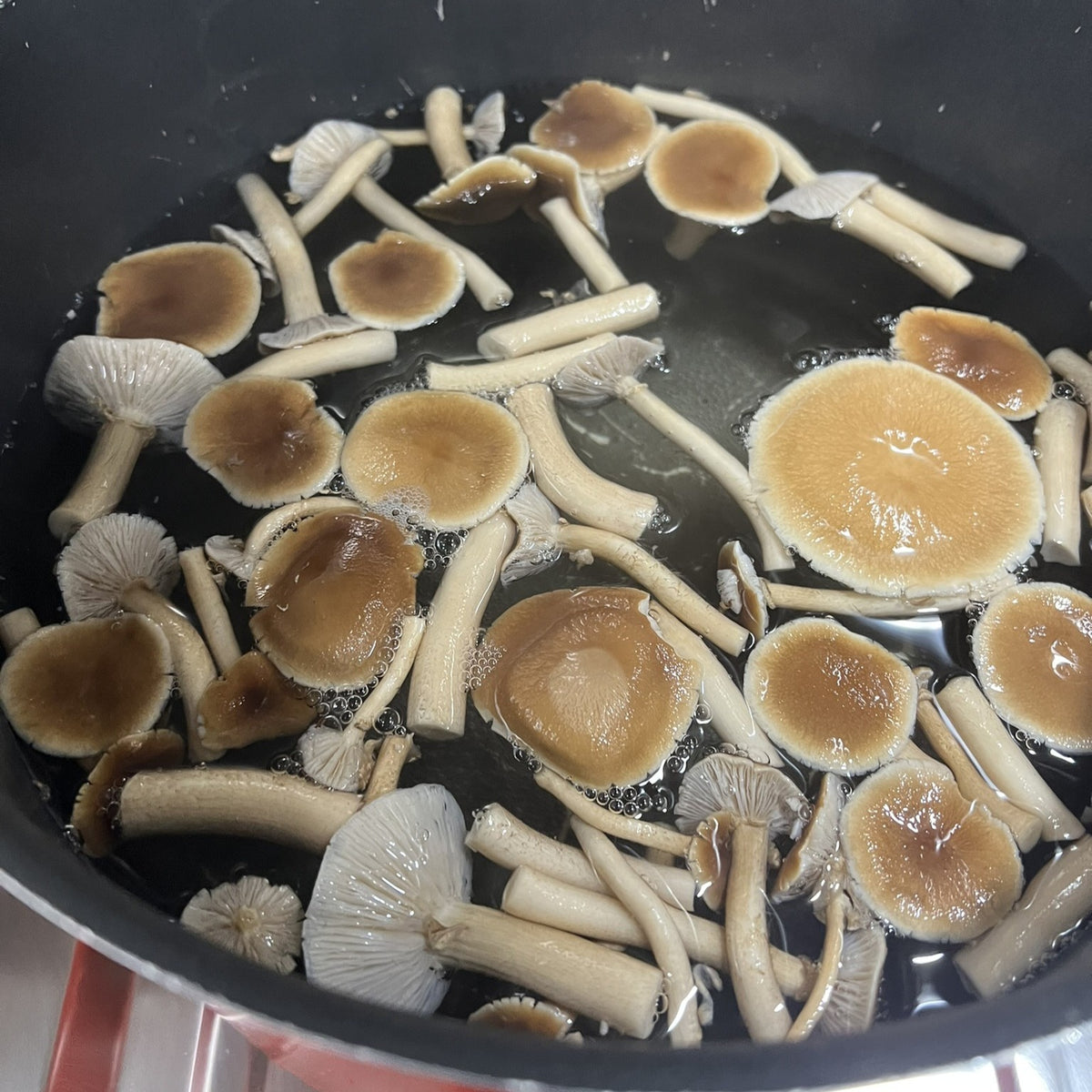 فطر بيوبينو محفوظ بالضغط