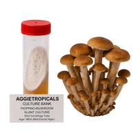 A dense cluster of Pioppino mushrooms with slender stems and brown caps, beside a clear 50ml centrifuge tube containing a slanted agar culture with white mycelial growth, labeled "AGGIETROPICALS CULTURE BANK, PIOPPINO MUSHROOM SLANT CULTURE, 50ml Centrifuge Tube, Agar: MEA (Malt Extract Agar)", on a white background.