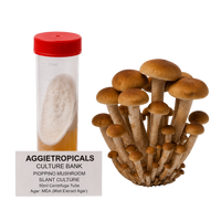 A 50ml centerfuge tube with a red cap containing a white fungal culture, shown next to a cluster of mature Pioppino mushroom stams. A label at the bottom reads 'AGGIETROPICALS CULTURE BANK PIOPPINO MUSHROOM SLANT CULTURE 50ml Centefuge Tube'.