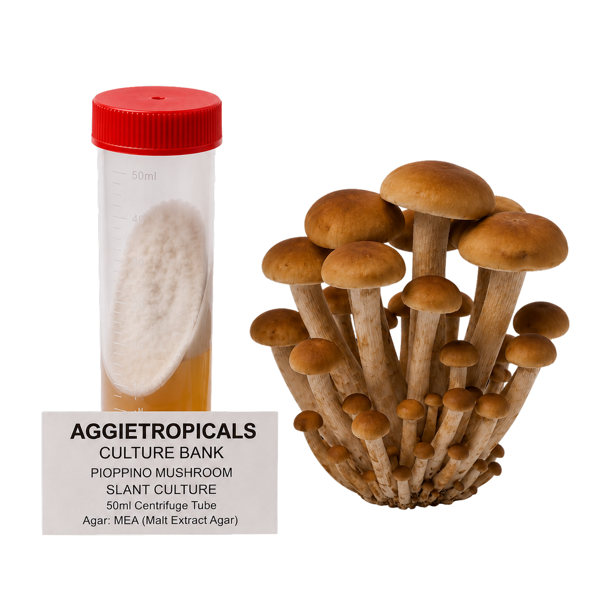 A 50ml centerfuge tube with a red cap containing a white fungal culture, shown next to a cluster of mature Pioppino mushroom stams. A label at the bottom reads 'AGGIETROPICALS CULTURE BANK PIOPPINO MUSHROOM SLANT CULTURE 50ml Centefuge Tube'.