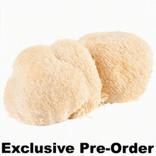 Load image into Gallery viewer, Two beige lion's mane mushrooms with fuzzy, hair-like textures on a plain white background, with the text 'Exclusive Pre-Order' in bold black font at the bottom.
