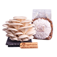 A dense cluster of Princess Pearl mushrooms with creamy white ruffled caps on a dark slate board, beside a clear plastic bag of grain spawn colonized with white mycelium, with a wooden tag reading "AggieTropicals, PRINCESS PEARL - Premium Spawn Genetics", on a white background.