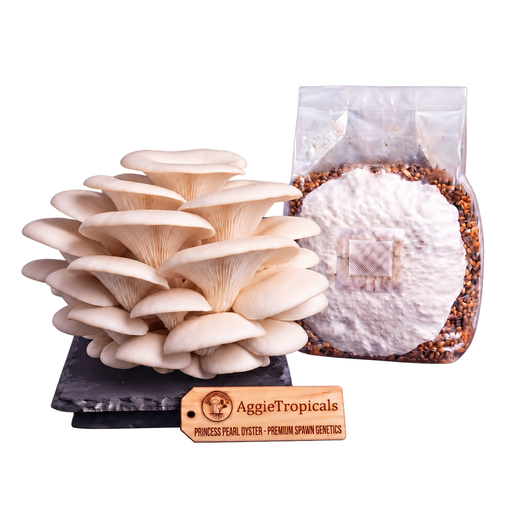 A cluster of Princess Pearl Oyster mushrooms on a black substrate board next to a clear plastic bag containing white spawn and grain, with a wooden brand tag reading AggieTropicals, on a solid white background.