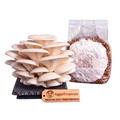A cluster of Princess Pearl Oyster mushrooms on a black substrate board next to a clear plastic bag containing white spawn and grain, with a wooden brand tag reading AggieTropicals, on a solid white background.
