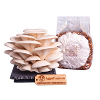 A cluster of Princess Pearl Oyster mushrooms on a black substrate board next to a clear plastic bag containing white spawn and grain, with a wooden brand tag reading AggieTropicals, on a solid white background.