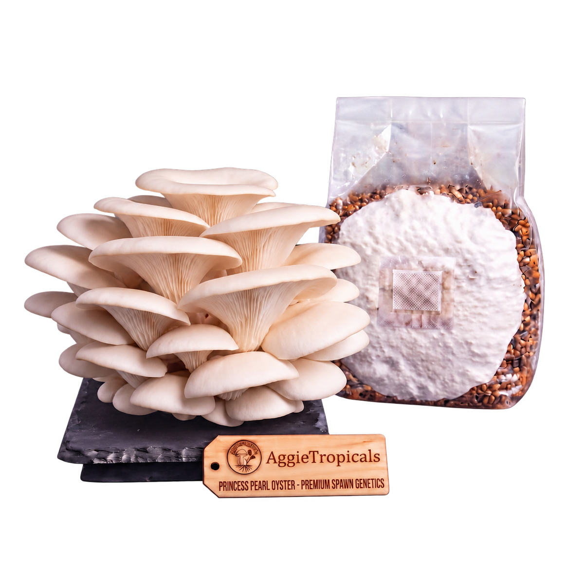 A cluster of Princess Pearl Oyster mushrooms on a black substrate board next to a clear plastic bag containing white spawn and grain, with a wooden brand tag reading AggieTropicals, on a solid white background.
