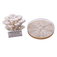 A dense cluster of Princess Pearl mushrooms with creamy white ruffled caps, beside a round petri dish showing white mycelial growth on agar, labeled "AGGIETROPICAL CULTURE BANK, PETRI DISH MOTHER CULTURE, Species: Pleurotus ostreatus", on a white background.