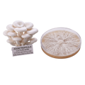 A cluster of white oyster mushrooms with a label reading 'AGGIETROPICALS CULTURE BANK' stands beside a clear petri dish showing a branching white mycelial structure on a beige substrate, isolated on a white background.