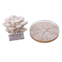 A cluster of white oyster mushrooms with a label reading 'AGGIETROPICALS CULTURE BANK' stands beside a clear petri dish showing a branching white mycelial structure on a beige substrate, isolated on a white background.