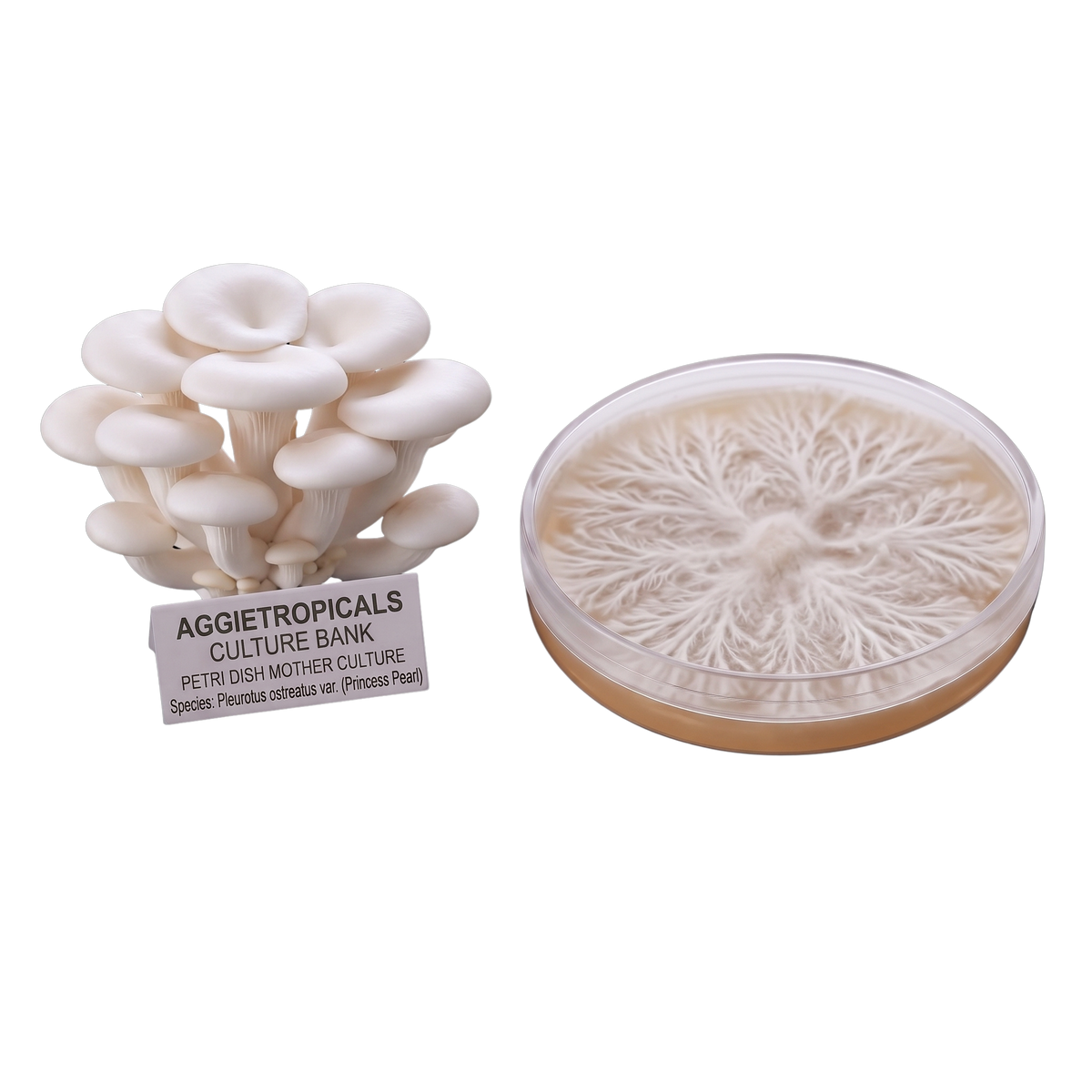 A cluster of white oyster mushrooms with a label reading 'AGGIETROPICALS CULTURE BANK' stands beside a clear petri dish showing a branching white mycelial structure on a beige substrate, isolated on a white background.