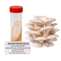 A dense cluster of Princess Pearl mushrooms with creamy white ruffled caps, beside a clear 50ml centrifuge tube containing a slanted agar culture with white mycelial growth, labeled "AGGIETROPICALS CULTURE BANK, PRINCESS PEARL MUSHROOM SLANT CULTURE, 50ml Centrifuge Tube, Agar: MEA (Malt Extract Agar)", on a white background.