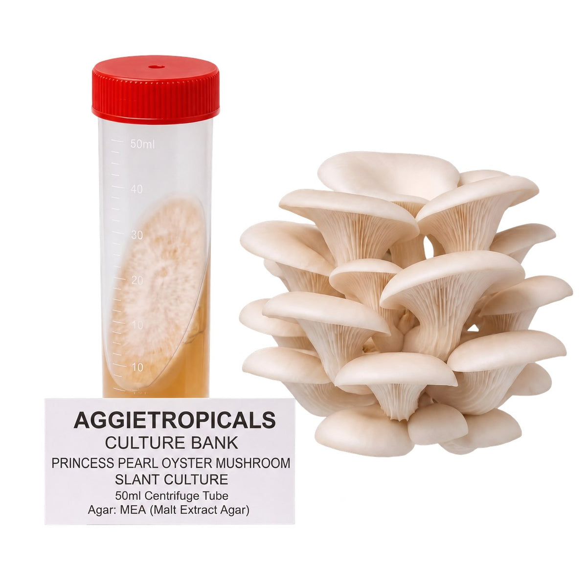 A dense cluster of Princess Pearl mushrooms with creamy white ruffled caps, beside a clear 50ml centrifuge tube containing a slanted agar culture with white mycelial growth, labeled "AGGIETROPICALS CULTURE BANK, PRINCESS PEARL MUSHROOM SLANT CULTURE, 50ml Centrifuge Tube, Agar: MEA (Malt Extract Agar)", on a white background.