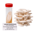 Princess Pearl Mushroom Slant Culture