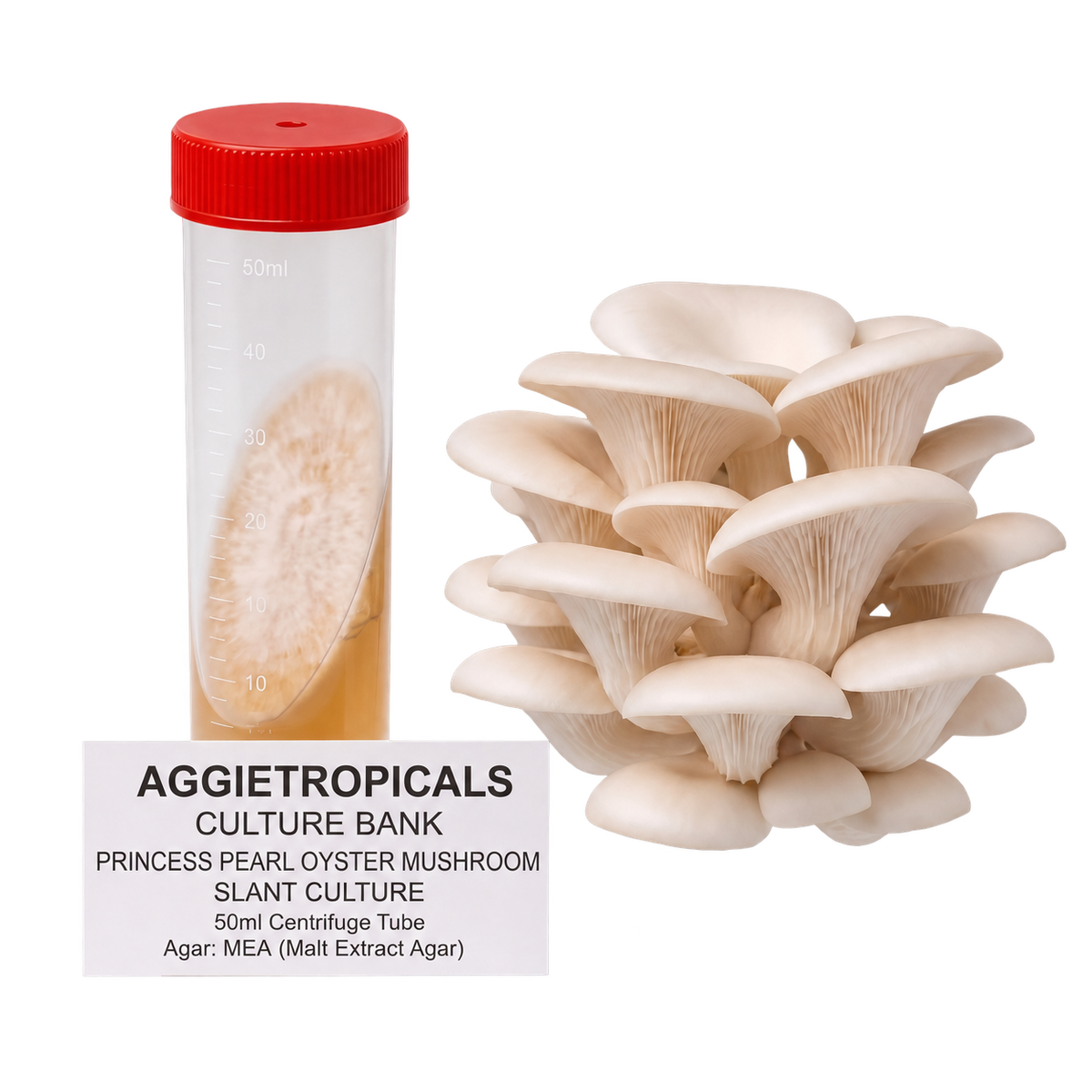 Princess Pearl Mushroom Slant Culture