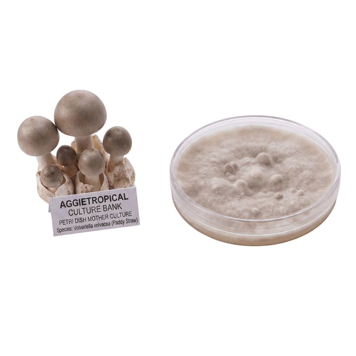 A cluster of Paddy Straw mushrooms with grey-brown egg-shaped caps, beside a round petri dish showing white mycelial growth on agar, labeled "AGGIETROPICAL CULTURE BANK, PETRI DISH MOTHER CULTURE, Species: Volvariella volvacea", on a white background.