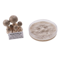 A mushroom culture product display showing a cluster of small beige mushrooms with a label reading 'AGGietROPICAL CULTURE BANK' next to a clear petri dish containing a beige mycelial growth, on a white background.