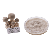 A mushroom culture product display showing a cluster of small beige mushrooms with a label reading 'AGGietROPICAL CULTURE BANK' next to a clear petri dish containing a beige mycelial growth, on a white background.