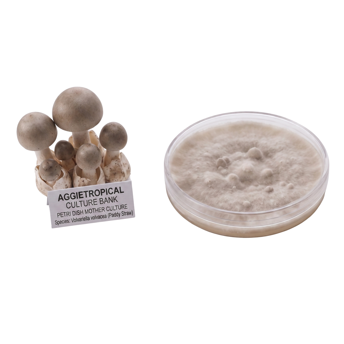 A mushroom culture product display showing a cluster of small beige mushrooms with a label reading 'AGGietROPICAL CULTURE BANK' next to a clear petri dish containing a beige mycelial growth, on a white background.