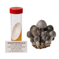 A cluster of Paddy Straw mushrooms with grey-brown egg-shaped caps, beside a clear 50ml centrifuge tube containing a slanted agar culture with white mycelial growth, labeled "AGGIETROPICALS CULTURE BANK, PADDY STRAW MUSHROOM SLANT CULTURE, 50ml Centrifuge Tube, Agar: MEA (Malt Extract Agar)", on a white background.
