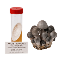 A 50ml culture tube with a red cap and a label reading 'AGGIETROPICALS CULTURE BANK PADDY STRAW MUSHROOM SLANT CULTURE' shown next to a cluster of grayish-brown paddy straw mushrooms on a white background.