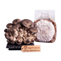 A cluster of mature brownish-gray mushrooms next to a clear plastic bag filled with a white powder and grain substrate, with an AggieTropicals tag in front on a white background.