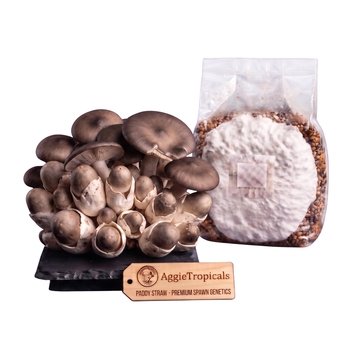 A cluster of mature brownish-gray mushrooms next to a clear plastic bag filled with a white powder and grain substrate, with an AggieTropicals tag in front on a white background.