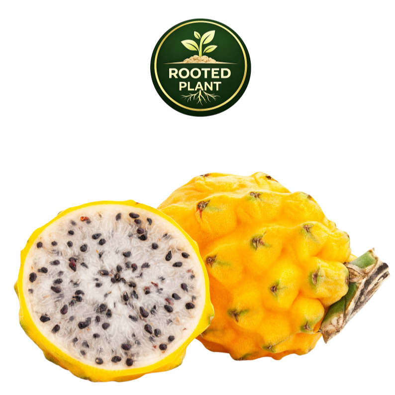 Yellow dragon fruit, shown whole and halved to reveal a white flesh with black seeds, on a white background with a green 'Rooted Plant' logo above.