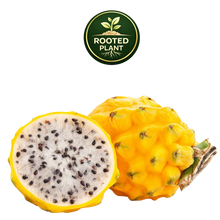 Load image into Gallery viewer, Yellow dragon fruit, shown whole and halved to reveal a white flesh with black seeds, on a white background with a green 'Rooted Plant' logo above.
